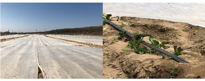 Cultura cartofului extratimpuriu - poze cultura cartofi 2