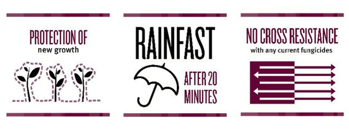 Cultura cartofului extratimpuriu - protectie