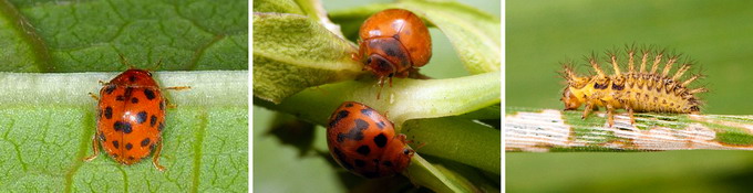 Daunatori la Lucerna - Buburuza lucernei