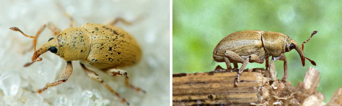 Daunatori la Lucerna - Gargarita lucernei