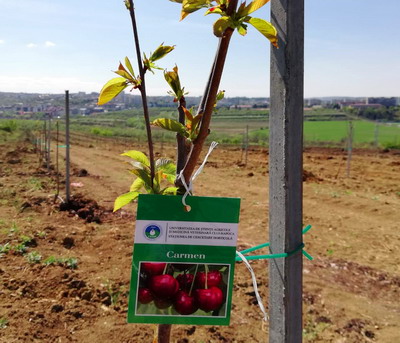 Plantatie de ciresi si pruni infiintata pe 3,5 hectare, la Statiunea de Cercetari Horticole din cadrul USAMV Cluj-Napoca