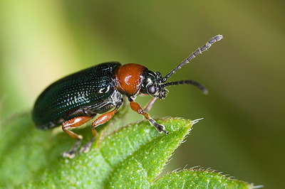 Gandacul balos al cerealelor paioase