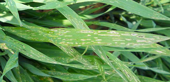 Gandacul balos al cerealelor paioase - atac adulti