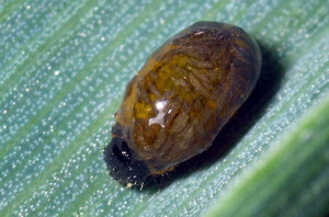 Gandacul balos al cerealelor paioase - larva