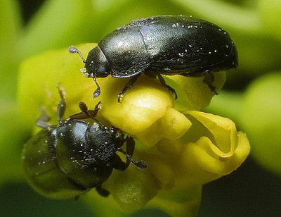 Atentie la Meligethes aeneus – Gandacul lucios al rapitei