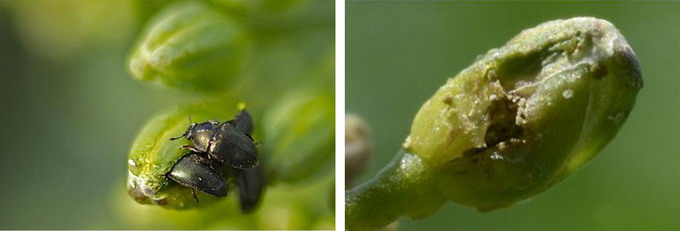 Gandacul lucios al rapitei - planta atacata