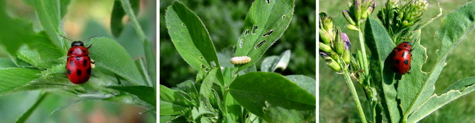 Gandacul rosu al lucernei