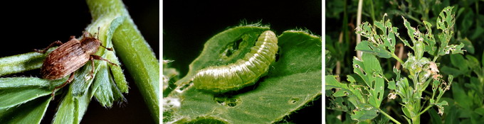 Gargarita frunzelor de lucerna