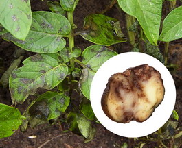 Mana la cartof - Identificare si combatere