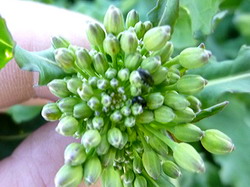 Meligethes aeneus-Gandacul lucios al rapitei 4