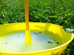 Meligethes aeneus-Gandacul lucios al rapitei 5