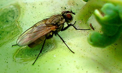Musca Verzei | Identificare si Tratament de combatere