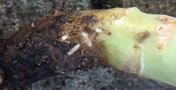 Musca Verzei - atac de larve la exterior