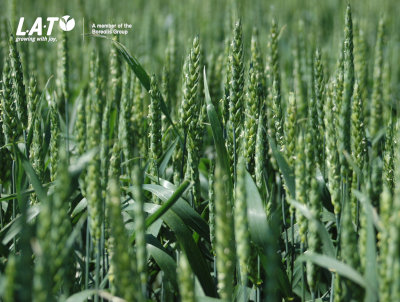 Planificarea corecta a fertilizarii culturii de grau