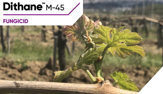 Primele tratamente la vita de vie cu fungicidele Dithane M-45