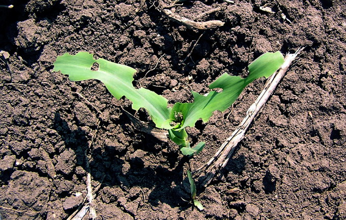 Principalii daunatori in cultura de porumb - Gargarita frunzelor de porumb