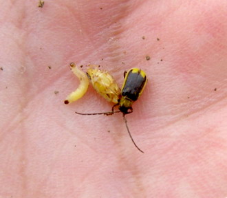 Principalii daunatori in cultura de porumb - Viermele vestic al radacinilor de porumb 1