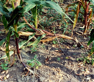 Principalii daunatori in cultura de porumb - Viermele vestic al radacinilor de porumb 3