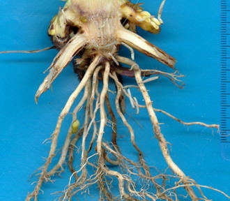 Principalii daunatori in cultura de porumb - Viermele vestic al radacinilor de porumb 4