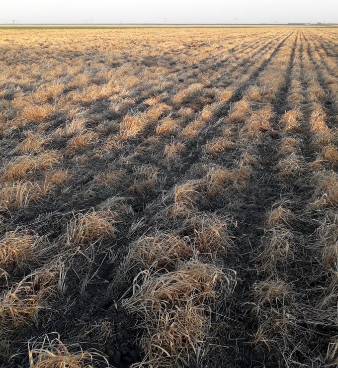 Seceta afecteaza culturile de toamna