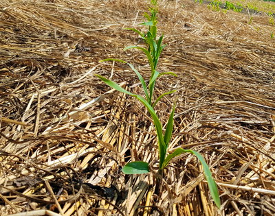 Seceta afecteaza culturile de toamna si pune in pericol semanatul culturilor de primavara