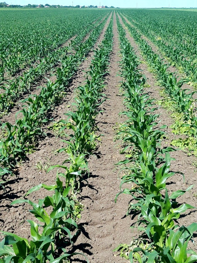 Seceta si erbicidarea la porumb