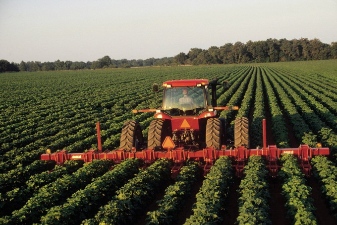 Soia - planta minune pentru agricultura romaneasca - cultivare
