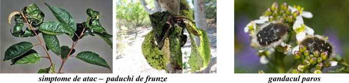 paduchii de frunze si gandacul paros