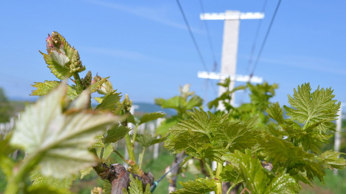 vita-de-vie - boboci florali