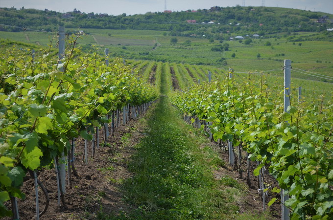 vita-de-vie - ferma viticola