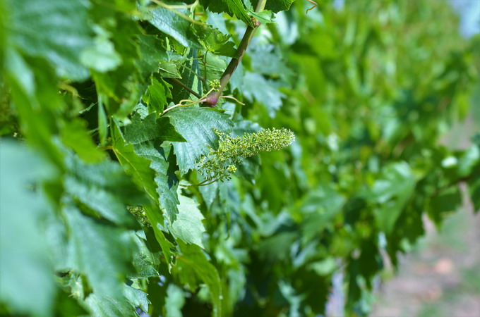 vita-de-vie - inflorescenta