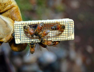 Programul National de Ameliorare la Albine