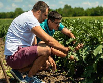 Legumicultorii romani primesc ajutor de calitate: Colaborare Mega Image & Malagrow