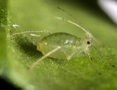 Combaterea afidelor din cultura de cartof