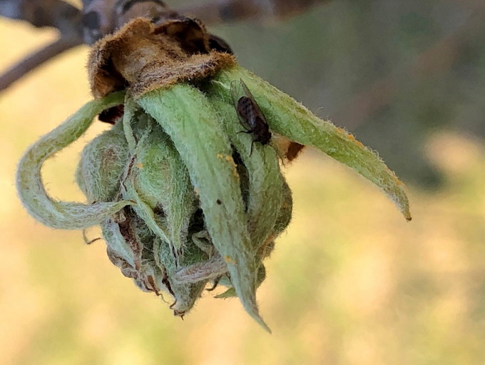 Combaterea daunatorilor in pomicultura - Psylla pyri