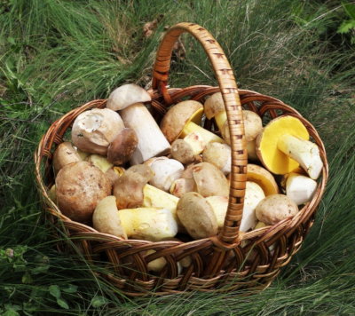 Consumul de ciuperci: Atentie la intoxicatiile cu ciuperci