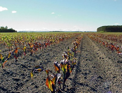 Inrosirea frunzelor de porumb. De ce se coloreaza porumbul in rosu?