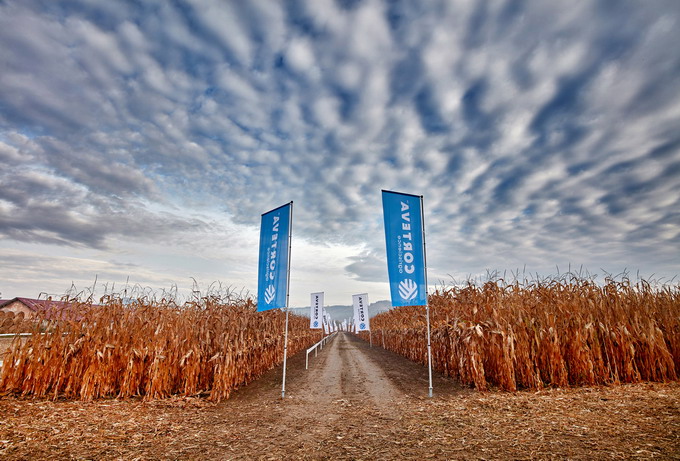 Istoria porumbului - hibrizi de porumb Pioneer