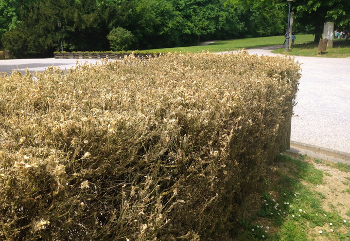 Omizile defoliatoare - Omida paroasa a buxusului - atac