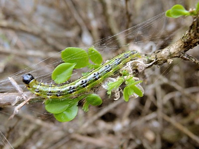 Combaterea omizilor defoliatoare