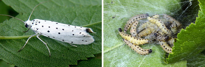 Omizile defoliatoare - molia frunzelor