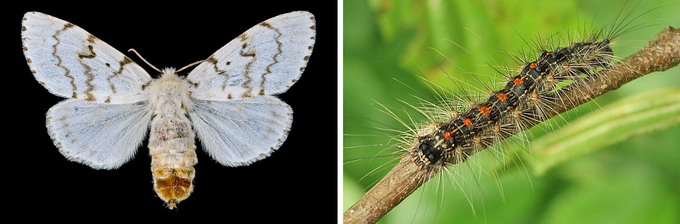 Omizile defoliatoare - omida paroasa a stejarului
