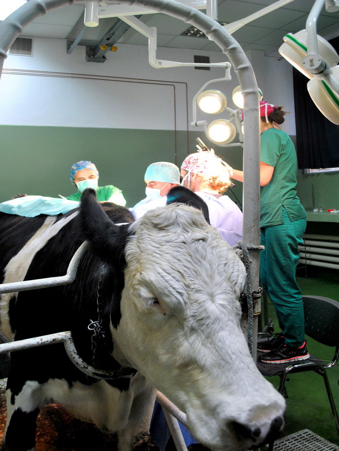 Operatie veterinara transmisa online in premiera cu participarea a peste 750 studenti de la Facultatea de Medicina Veterinara  USAMV Cluj-Napoca