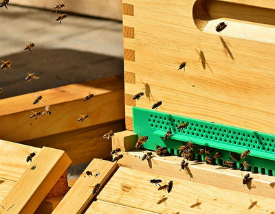 Programul National Apicol: Cererile de intentie pentru sprijinul financiar se depun pana la 26 mai 2020