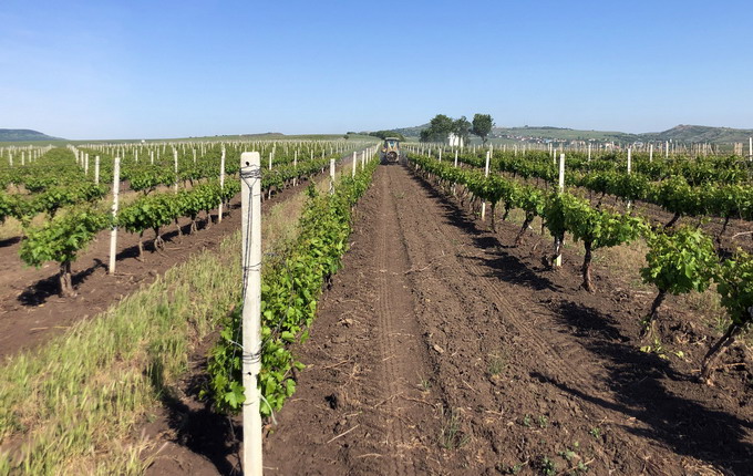 Protectia impotriva manei la vita de vie - tratament