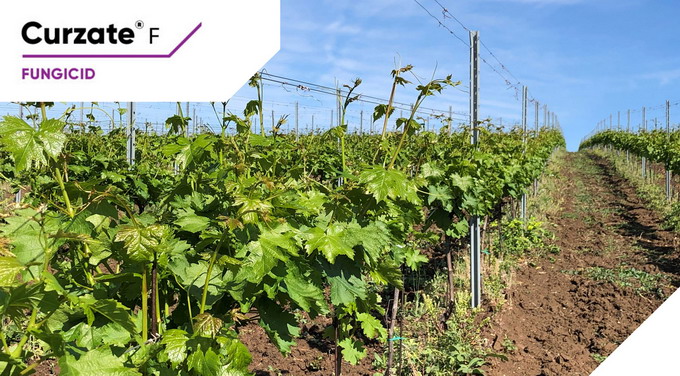 Tratament 2 vita de vie - fungicid Curzate F