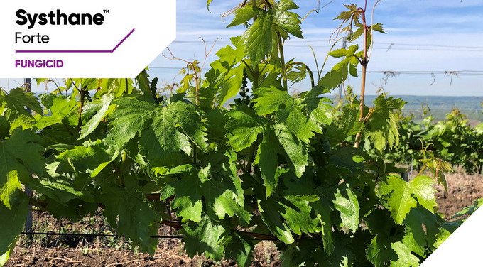 Tratament 2 vita de vie - fungicid Systhane Forte