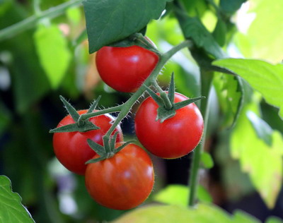 Combaterea bacteriozelor si micozelor la tomate