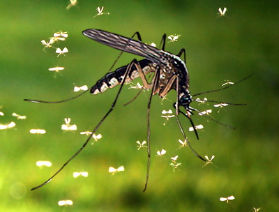 Prevenirea si combaterea efectelor infestatiei cu tantari