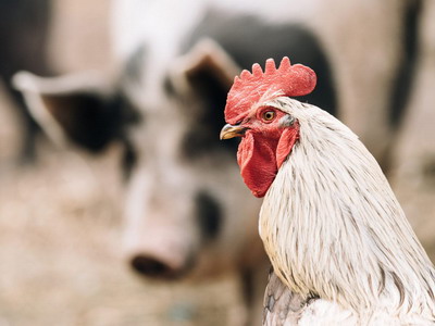 In aceasta perioada se depun deconturile/documentele justificative pentru bunastarea animalelor (trim. II)